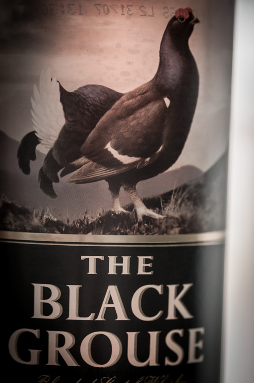 black-grouse